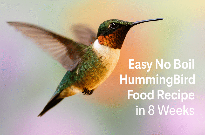 Easy No Boil Hummingbird Food Recipe in 5 Minutes